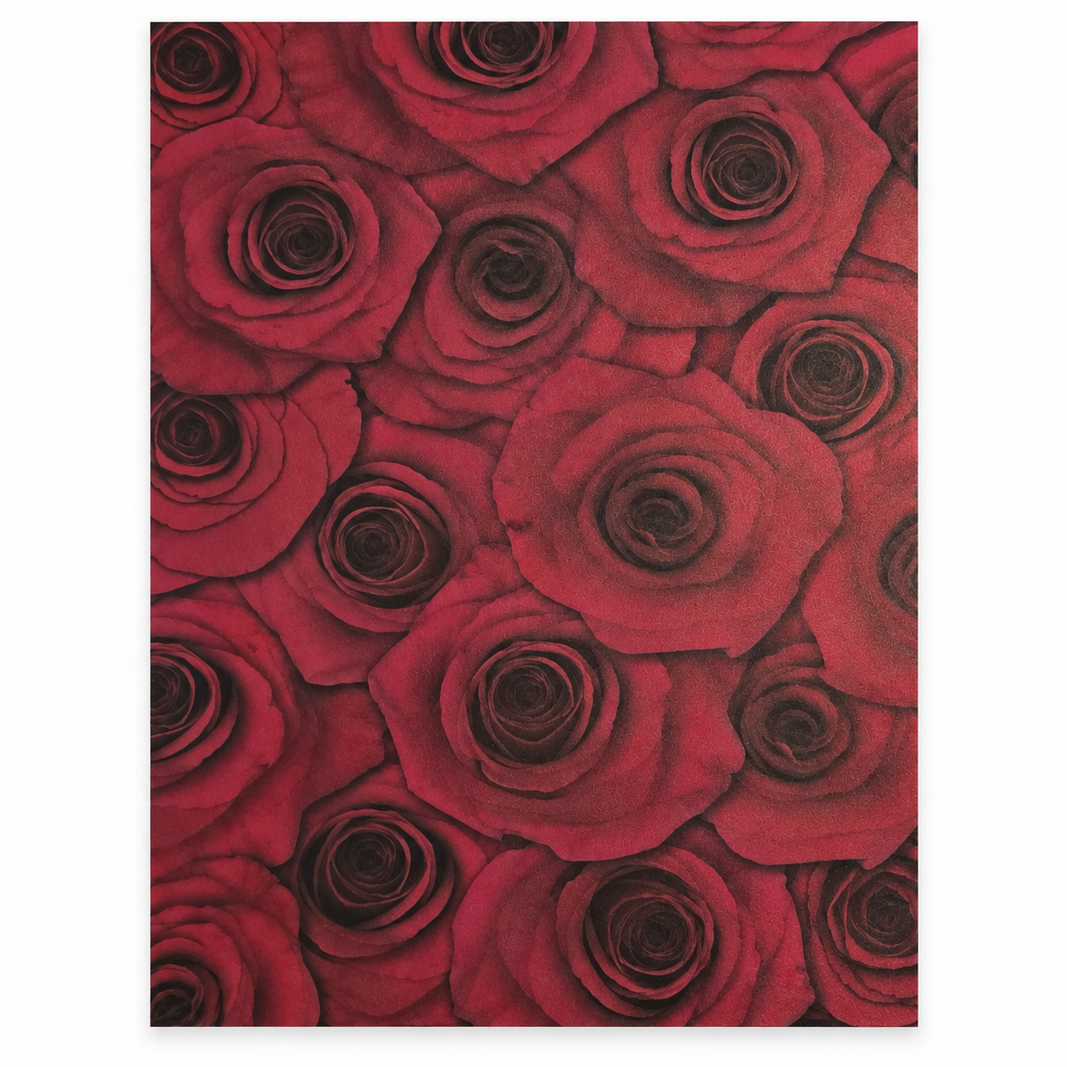 Red Rose | A4 Metallic Paper | 3PK