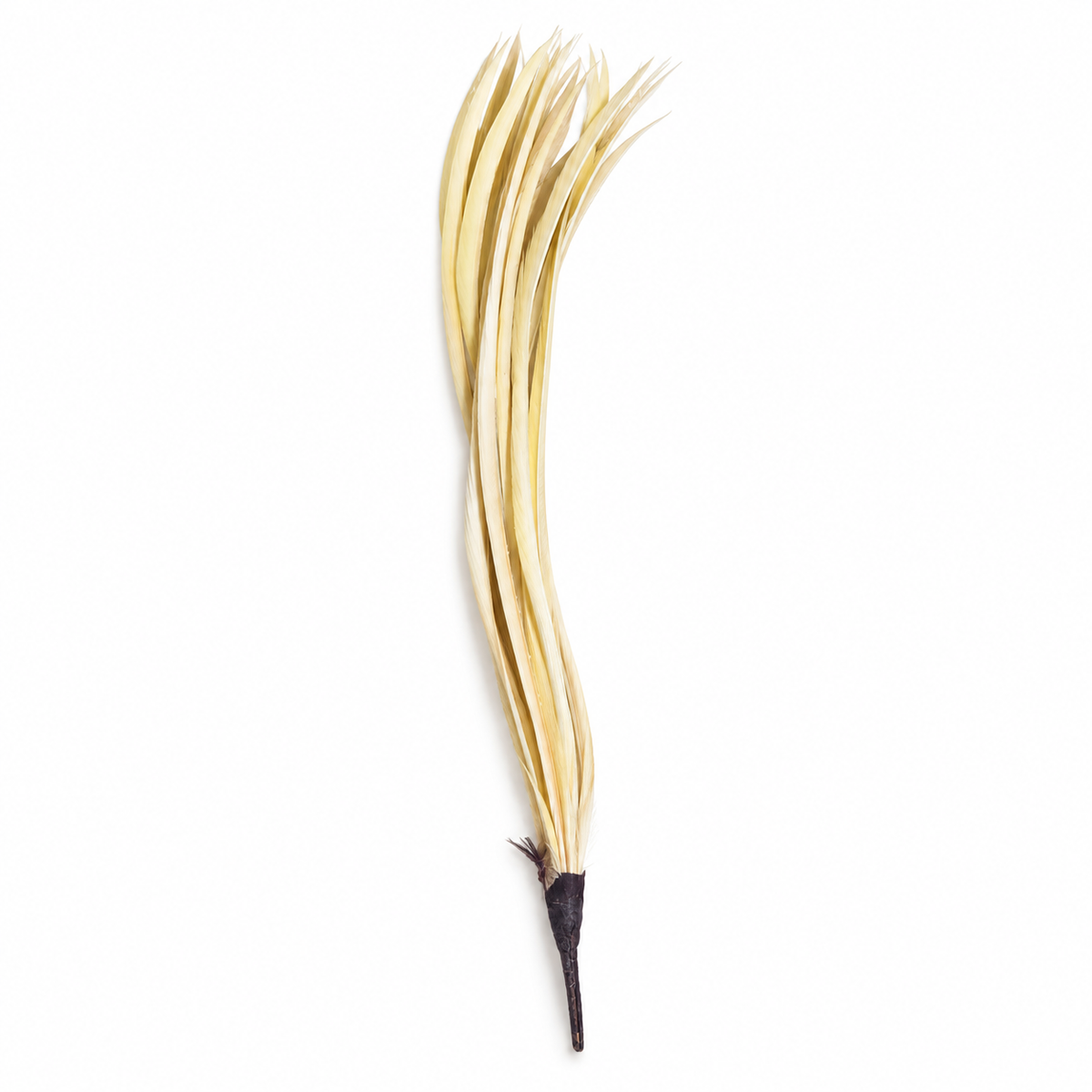 Feather Biots